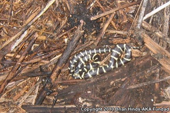 California Kingsnake (Lampropeltis getula californiae)