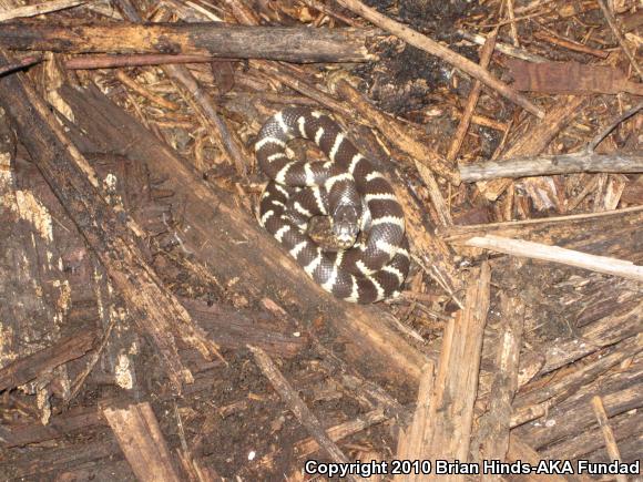 California Kingsnake (Lampropeltis getula californiae)