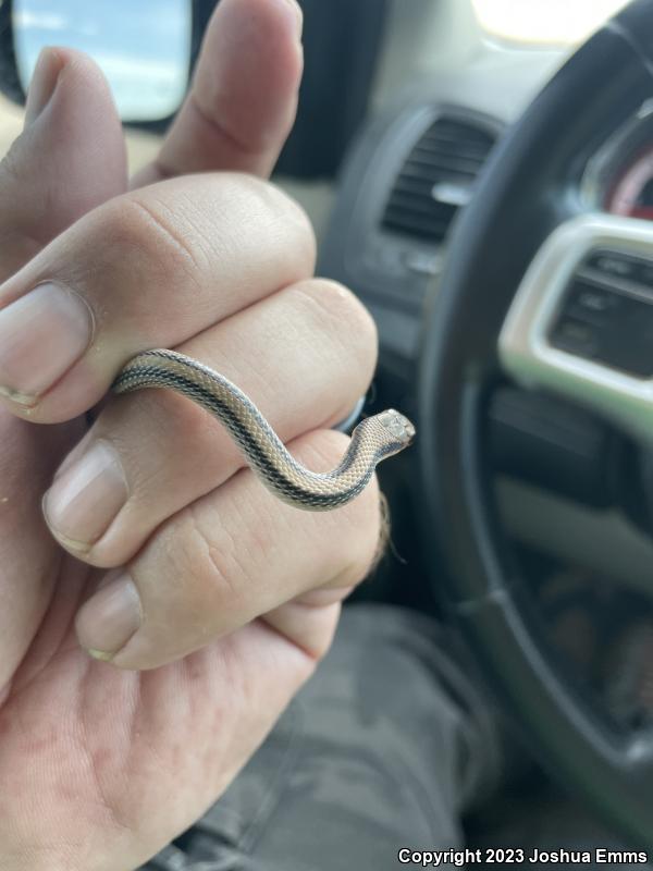 Big Bend Patch-nosed Snake (Salvadora hexalepis deserticola)