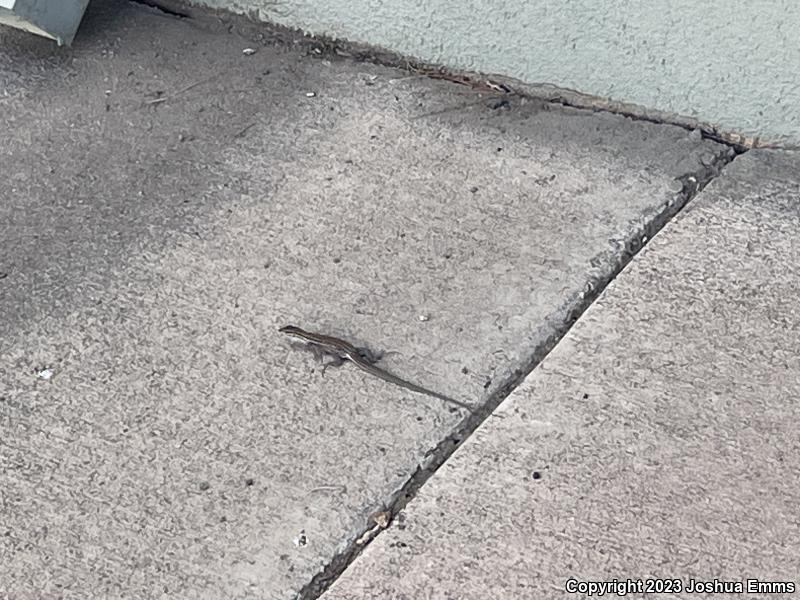 Desert Grassland Whiptail (Aspidoscelis uniparens)