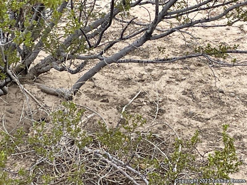 Desert Grassland Whiptail (Aspidoscelis uniparens)