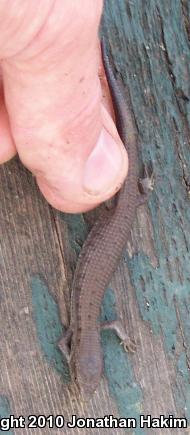 San Diego Alligator Lizard (Elgaria multicarinata webbii)