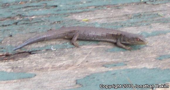 San Diego Alligator Lizard (Elgaria multicarinata webbii)