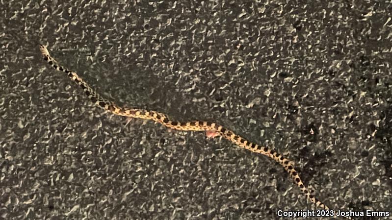 Sonoran Gopher Snake (Pituophis catenifer affinis)