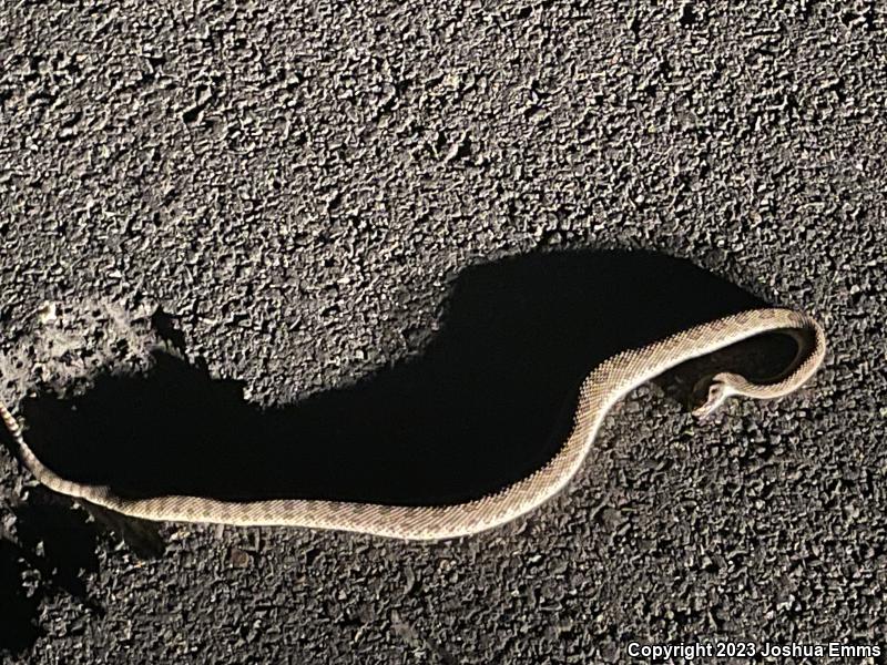 Prairie Rattlesnake (Crotalus viridis)