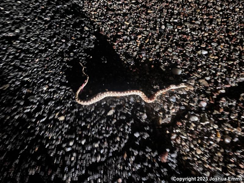 Sonoran Gopher Snake (Pituophis catenifer affinis)