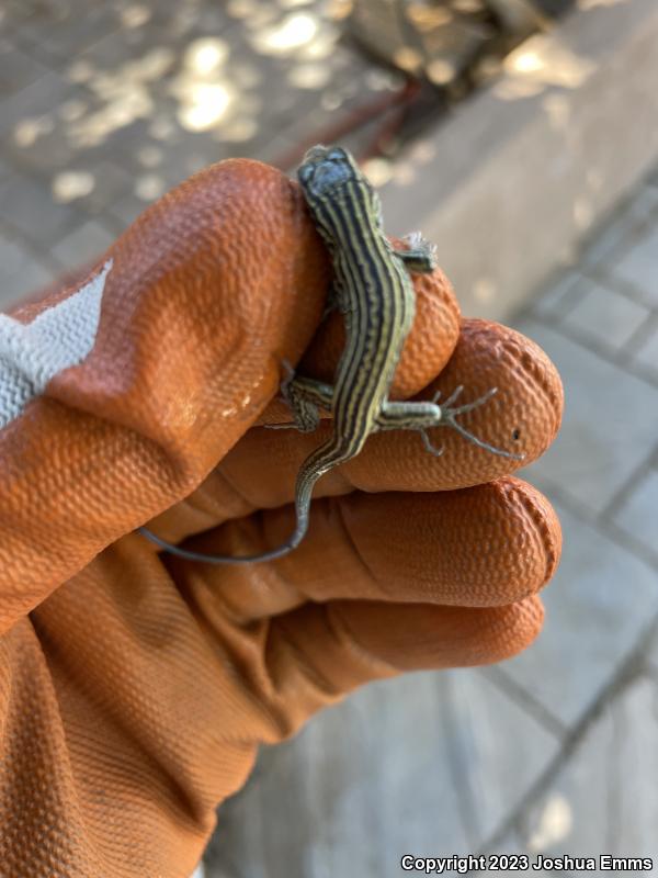 New Mexico Whiptail (Aspidoscelis neomexicana)