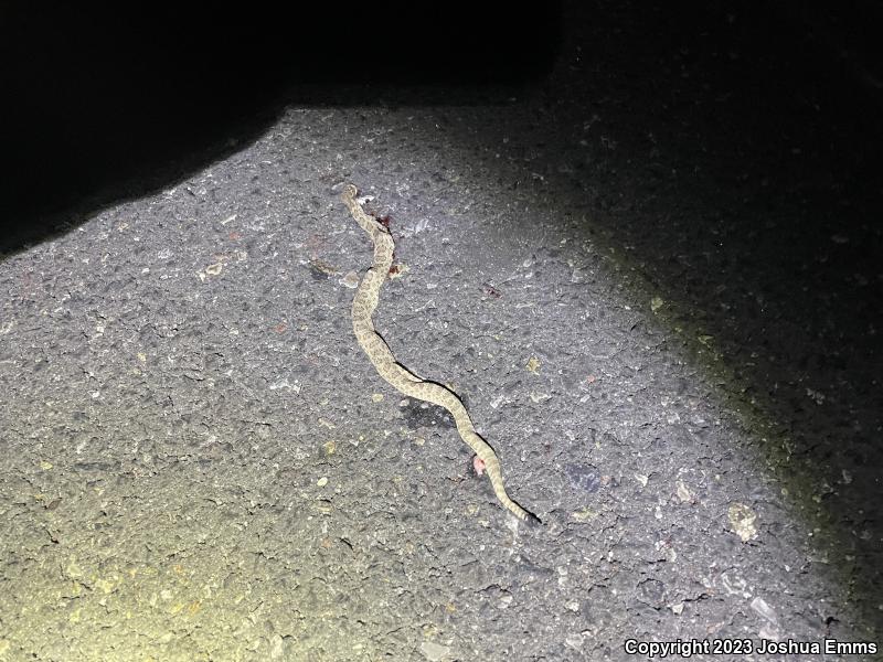 Prairie Rattlesnake (Crotalus viridis)