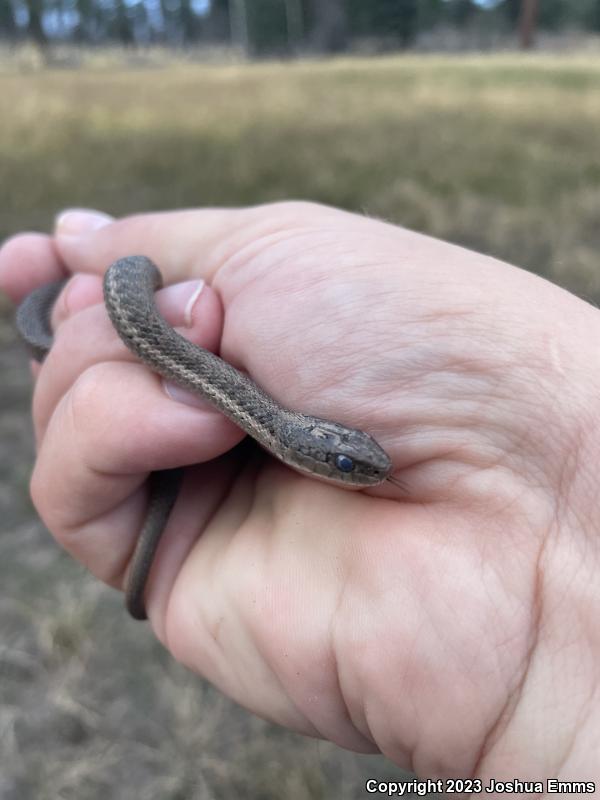 Wandering Gartersnake (Thamnophis elegans vagrans)