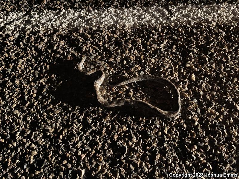 Great Plains Ratsnake (Pantherophis emoryi)