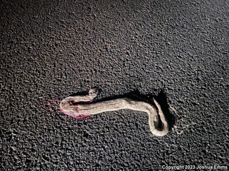 Prairie Rattlesnake (Crotalus viridis)