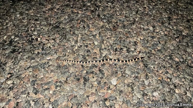 Western Long-nosed Snake (Rhinocheilus lecontei)