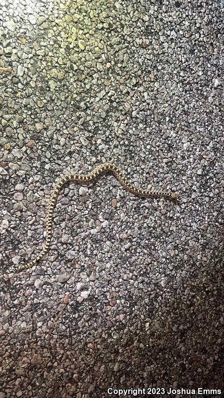 Sonoran Gopher Snake (Pituophis catenifer affinis)