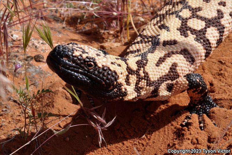 Banded Gila Monster (Heloderma suspectum cinctum)