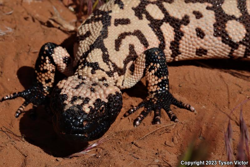 Banded Gila Monster (Heloderma suspectum cinctum)