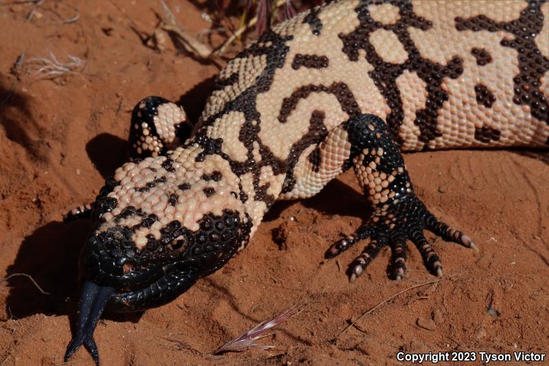 Banded Gila Monster (Heloderma suspectum cinctum)