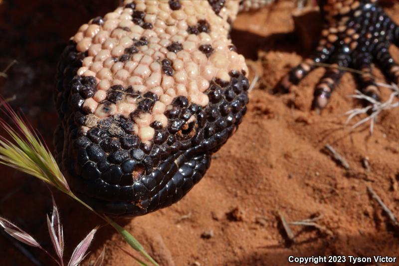 Banded Gila Monster (Heloderma suspectum cinctum)