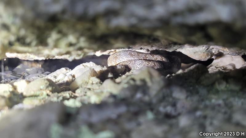 Black Ratsnake (Pantherophis obsoletus obsoletus)