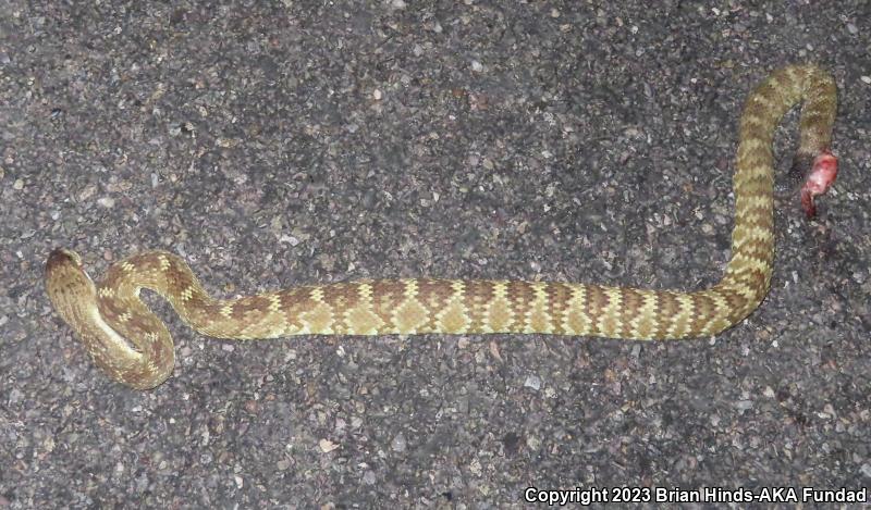 Northern Black-tailed Rattlesnake (Crotalus molossus molossus)