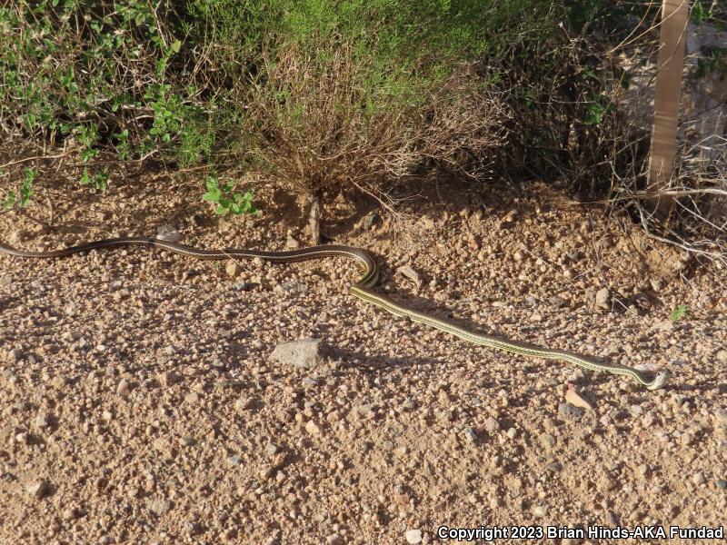 Desert Striped Whipsnake (Coluber taeniatus taeniatus)