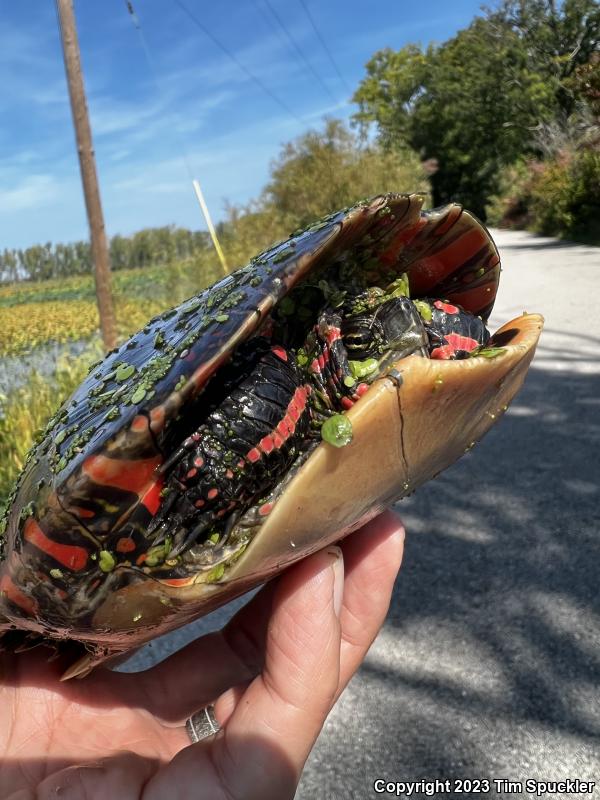 Midland Painted Turtle (Chrysemys picta marginata)