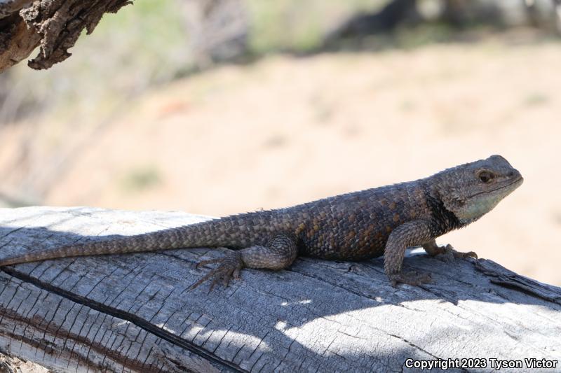 Yellow-backed Spiny Lizard (Sceloporus uniformis)