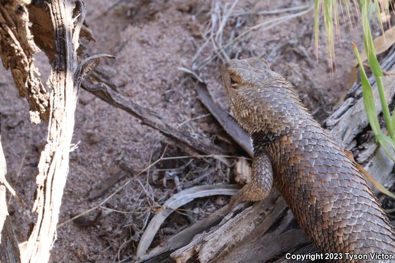 Yellow-backed Spiny Lizard (Sceloporus uniformis)