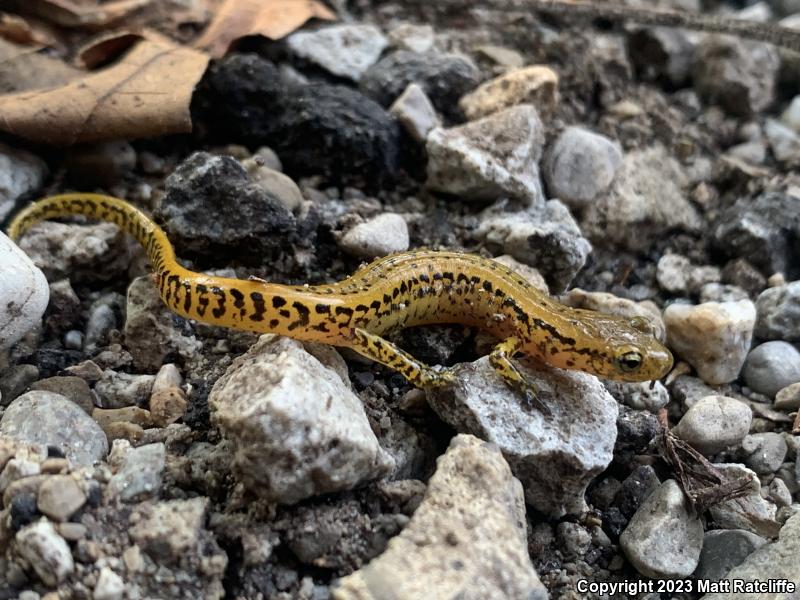 Long-tailed Salamander (Eurycea longicauda longicauda)