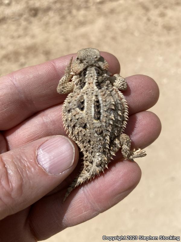 Greater Short-horned Lizard (Phrynosoma hernandesi)