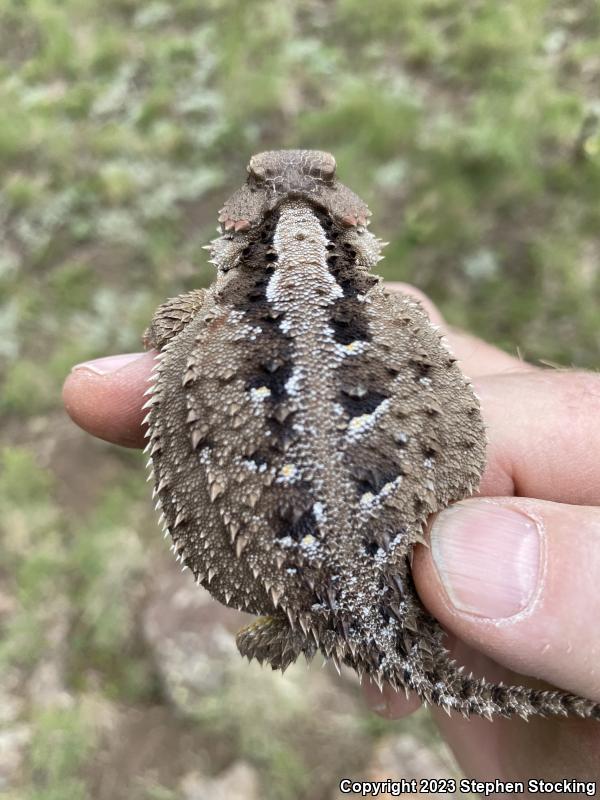 Greater Short-horned Lizard (Phrynosoma hernandesi)