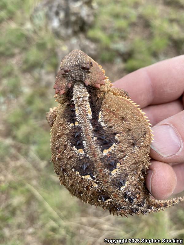 Greater Short-horned Lizard (Phrynosoma hernandesi)