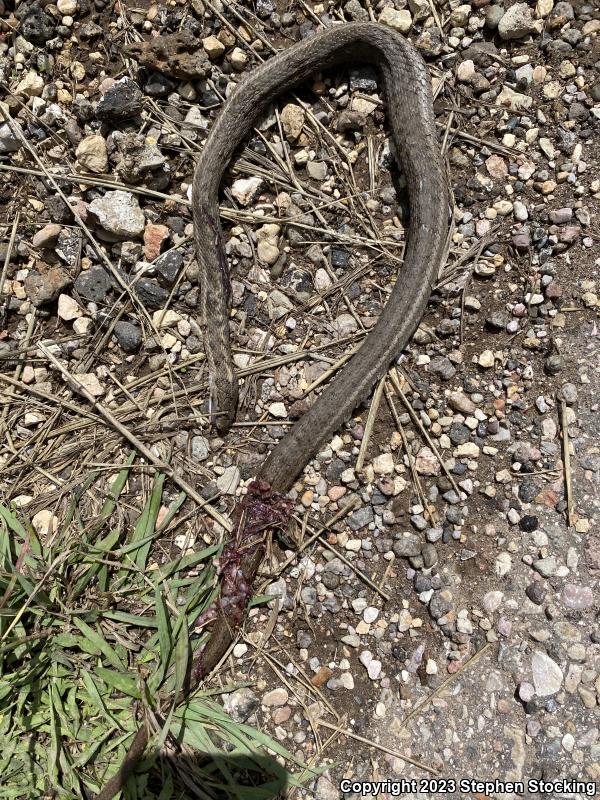 Wandering Gartersnake (Thamnophis elegans vagrans)