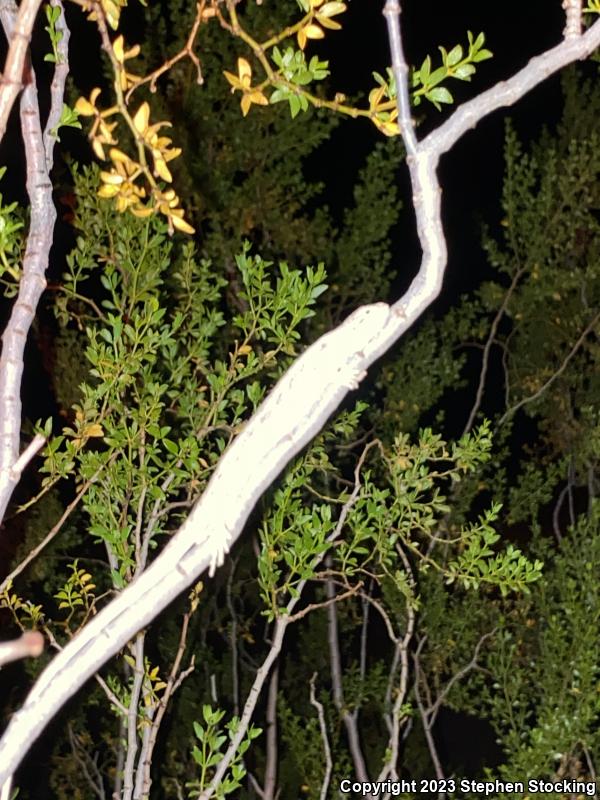 Long-tailed Brush Lizard (Urosaurus graciosus)