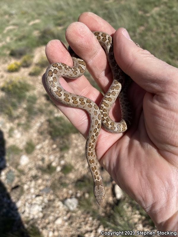 Desert Nightsnake (Hypsiglena chlorophaea deserticola)