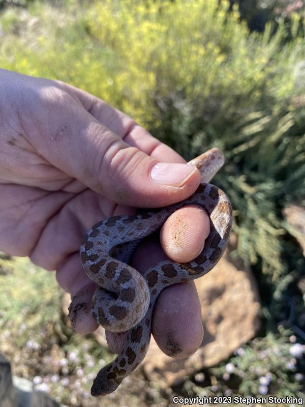 Desert Nightsnake (Hypsiglena chlorophaea deserticola)