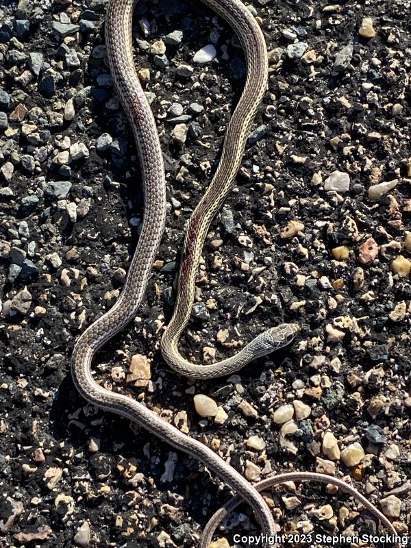 Desert Striped Whipsnake (Coluber taeniatus taeniatus)