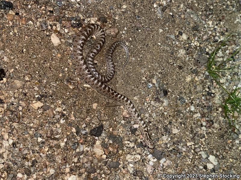 Desert Glossy Snake (Arizona elegans eburnata)