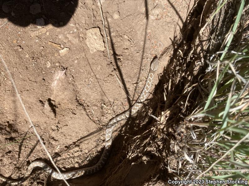 Desert Nightsnake (Hypsiglena chlorophaea deserticola)