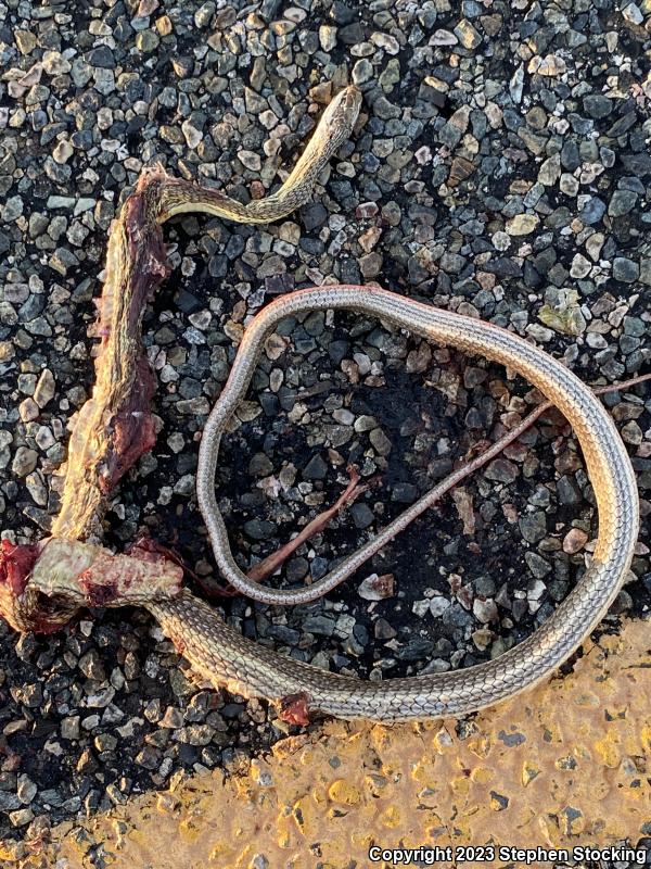 Desert Striped Whipsnake (Coluber taeniatus taeniatus)