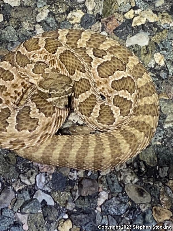 Prairie Rattlesnake (Crotalus viridis)