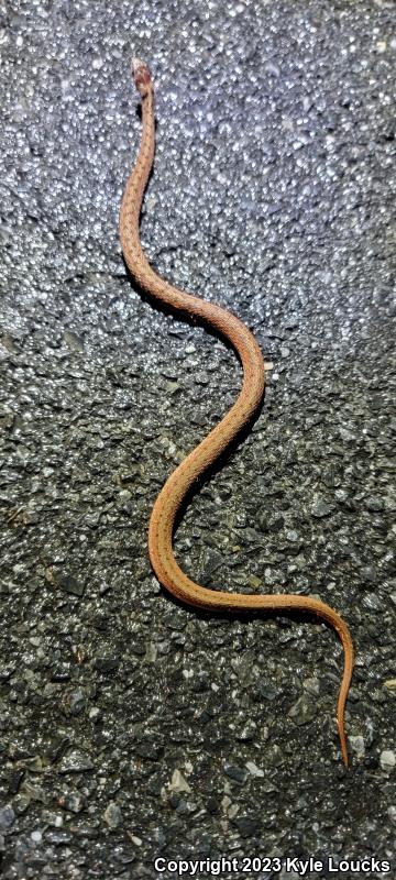 Northern Brownsnake (Storeria dekayi dekayi)