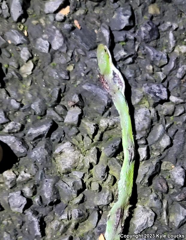 Northern Rough Greensnake (Opheodrys aestivus aestivus)