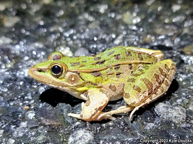 Southern Leopard Frog (Lithobates sphenocephalus utricularius)