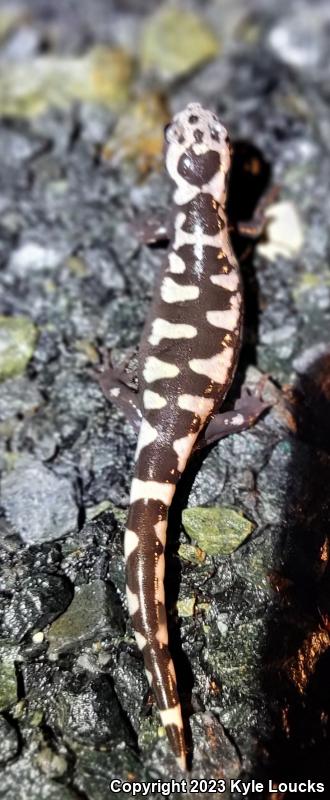 Marbled Salamander (Ambystoma opacum)