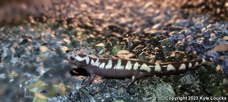 Marbled Salamander (Ambystoma opacum)