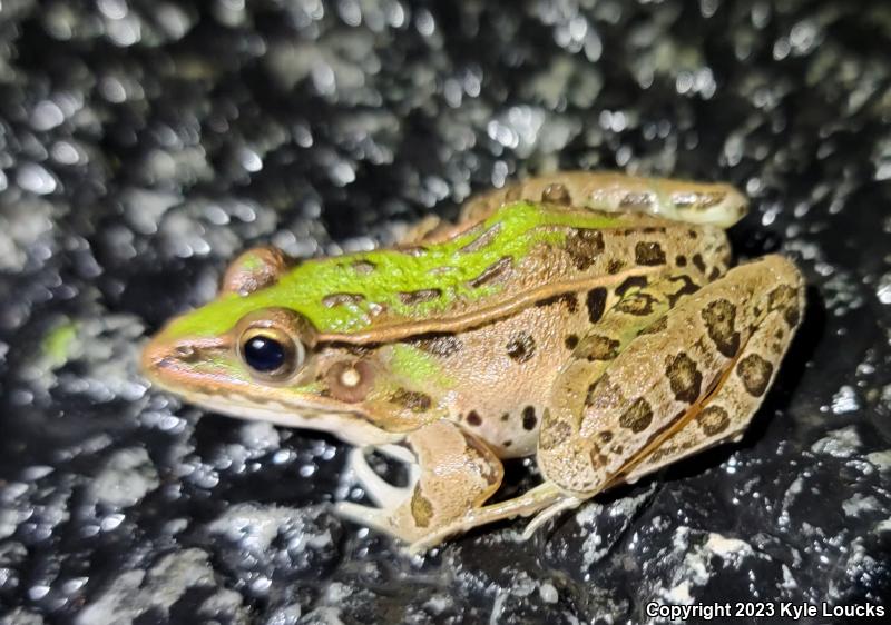 Southern Leopard Frog (Lithobates sphenocephalus utricularius)