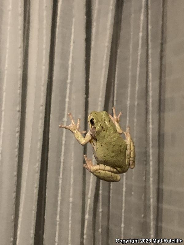 Gray Treefrog (Hyla versicolor)