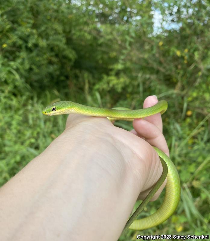 Rough Greensnake (Opheodrys aestivus)