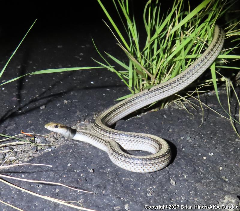 Mojave Patch-nosed Snake (Salvadora hexalepis mojavensis)