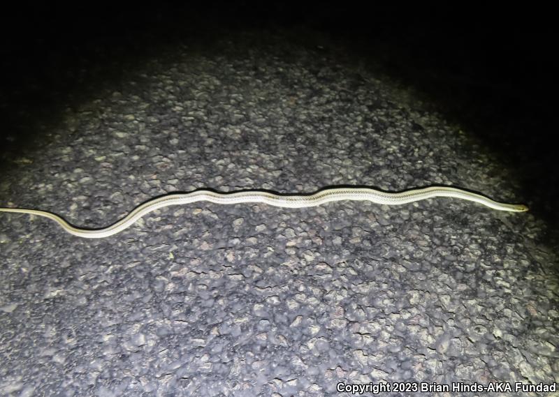 Mojave Patch-nosed Snake (Salvadora hexalepis mojavensis)